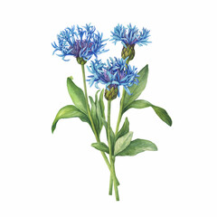 Naklejka na ściany i meble Bouquet with blue mountain cornflower flowers. (Centaurea montana, bachelor's button, montane knapweed or mountain bluet). Watercolor hand drawn painting illustration isolated on white background.