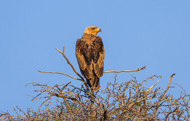 Tawny eagle (aquila rapax) in tree top seen on the back