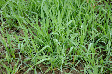 bunch the small ripe grain plant soil heap in the farm.