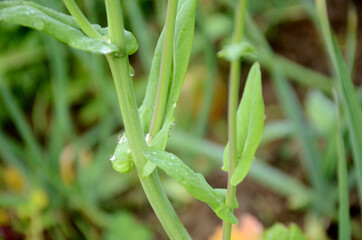 the green ripe mustered leaf with plant in the farm.