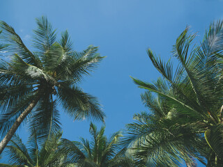 Obraz na płótnie Canvas Coconut palm tree with sun light on sky and cloud background.