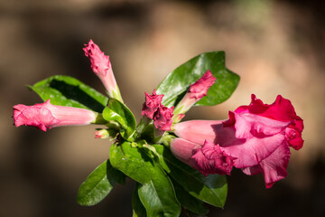 Pink Desert rose flowers