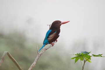 White-throated kingfisher perched on a tree branch