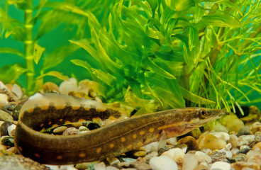 Fire eel, Mastacembelus erythrotaenia