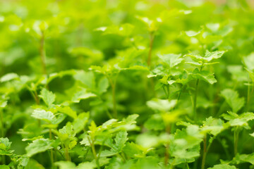 green grass close-up