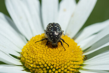 The white spotted rose chafer (lat. Oxythyrea funesta), of the family Cetoniidae.