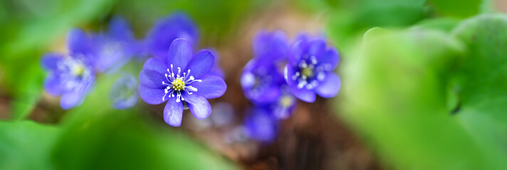 Blue spring wild flowers in sunny day