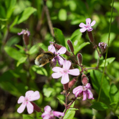 Fototapeta premium The large bee-fly or the dark-edged bee-fly (lat. Bombylius major), of the family Bombyliidae, and Saponaria ocymoides, of the family Caryophyllaceae.