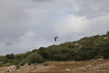El vuelo del ave