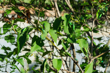 The Spanish fly (lat. Lytta vesicatoria) of the blister beetle family Meloidae.
