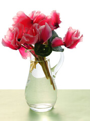 pretty pink flowers of cyclamen potted plant