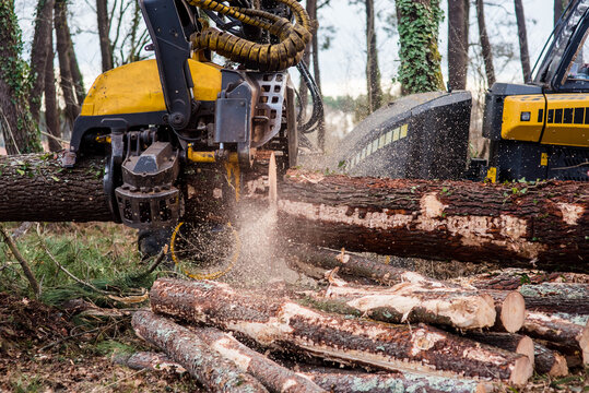 machine for cutting tree trunks used in the forestry industry