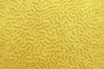 Abstract background in illuminating yellow color   - Organic texture of the hard brain coral , colors of the year 2021