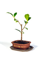 Ficus microcarpa bonsai in tiny brown ceramic bowl on white background