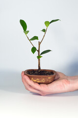 Ficus microcarpa bonsai in tiny brown ceramic bowl on white background held in hand