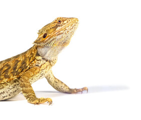 Obraz premium Detail of Bearded dragon (pogona) on white background