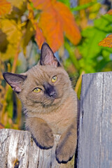 Siamese Kitten on a log in autumn shrubs
