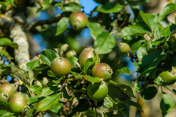 Unreife grüne Äpfel an einem Apfelbaum im Frühling / Sommer