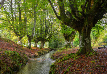 Obraz premium Otzarreta magica