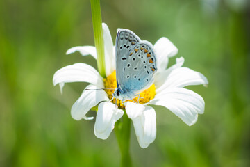 The zephyr blue (lat. Kretania pylaon), of the family Lycaenidae.