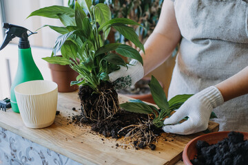 Spring Houseplant Care, Waking Up Indoor Plants for Spring. Woman is transplanting plant into new pot at home. Gardener transplant plant Spathiphyllum - obrazy, fototapety, plakaty