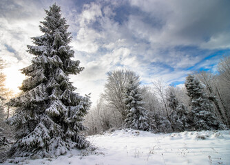 Choinki w zimowym lesie w pogodny dzień