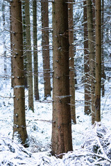 Zimowy las, sosny © Rafal Kot