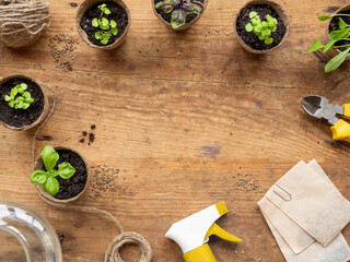 Basil seedlings in biodegradable pots on wooden table. Top view on green plants in peat pots and agricultural tools. Copy space.