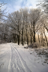 Leśna droga w zimie z zasypanymi śniegiem drzewami 