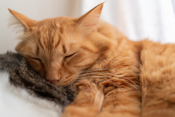 眠る猫　茶トラ猫