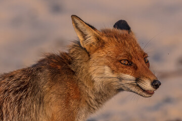 fuchs