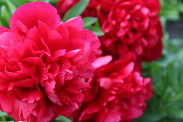 background flowers big red peony on the bed are big plan