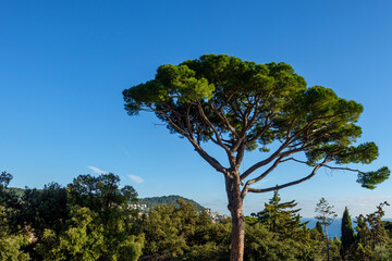 tree in the forest