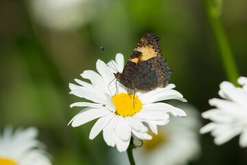 The small tortoiseshell (lat. Aglais urticae, syn. Nymphalis urticae), of the family Nymphalidae.