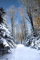 Zimowy las © Rafal Kot