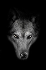 Severe muzzle of a she-wolf full face on a black background with a stern look, - 408237326