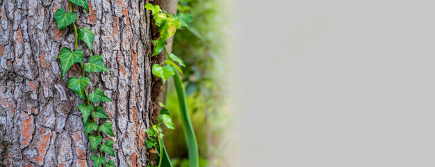 Ivy over the tree trunk with blank space for text