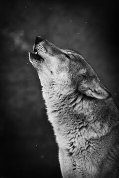 wolf howling, muzzle in profile close-up on a dark background of a night