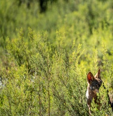 Wolf cub hidden in the bush with text space