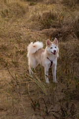 dog on the beach
