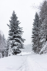 Drzewa i ścieżka pokryte śniegiem w lesie