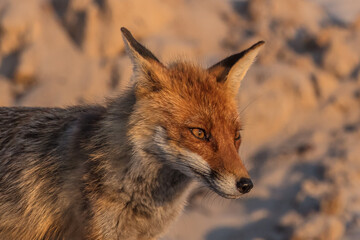 Fototapeta premium fuchs