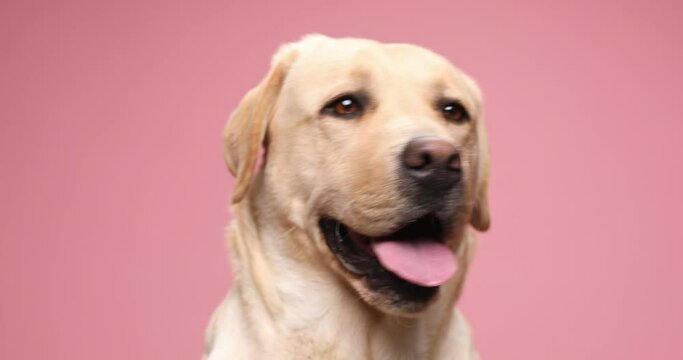 portrait of cute Labrador puppy looking to side, panting and sticking out tongue, getting nervous and barking on pink background in studio