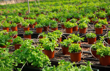 Fototapeta na wymiar View of potted small bushes of mint. Growing mint in hothouse..
