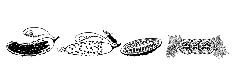 Vector drawing cucumber, black and white graphics, gherkin cut, cucumber with pimples, cut into circles, delicious vegetable, drawn, natural eco-product, farmer, vegetarianism, retro style.
