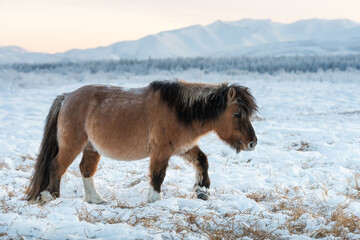 A small Yakut horse grazing on a meadow against the background of mountains. Yakutian horses living on year-round grazing in the extreme conditions of the north in the Sakha Republic, Siberia - 408238999