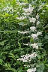 枝垂れるウツギの枝／Deutzia crenata