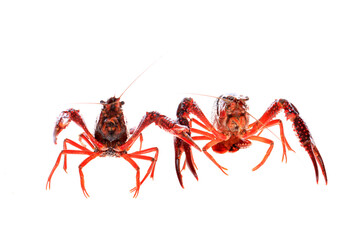 Crawfish