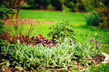 spring april garden view with stachys and peony fresh stems