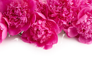 Bouquet of pink peony flowers over white background